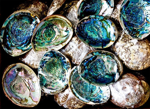 Abalone Shell