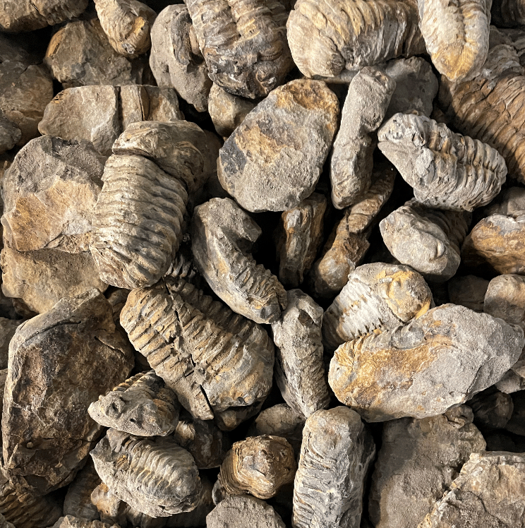 Fossilized Trilobites Rough