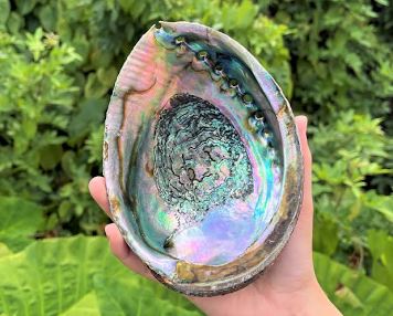 Abalone Shell Large