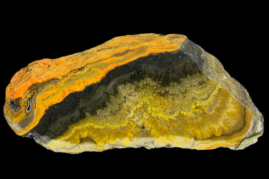 Bumblebee Jasper