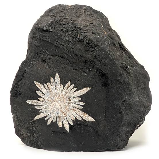 Chrysanthemum Stone