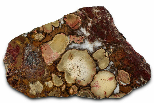 Cobra Jasper