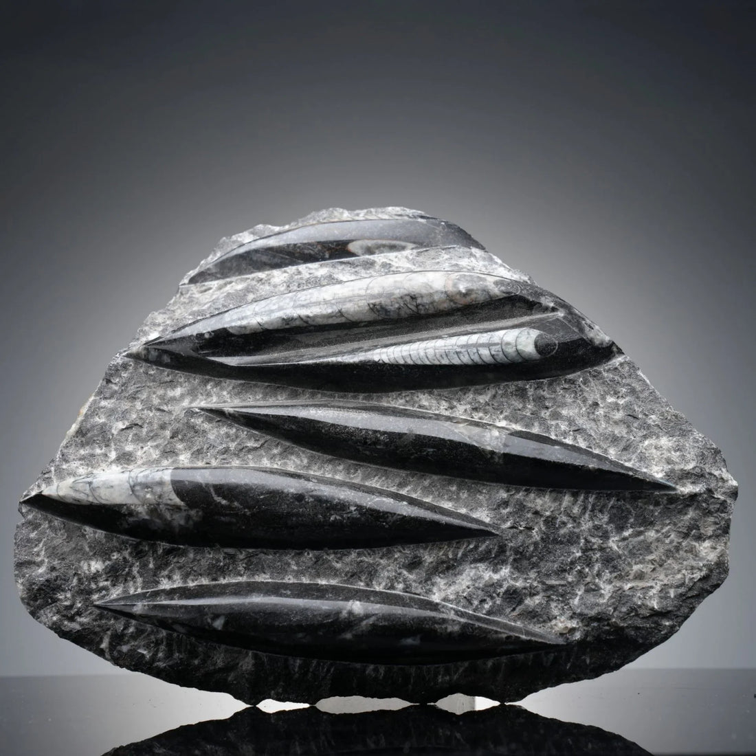 Orthoceras