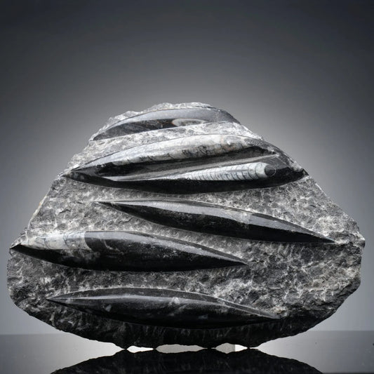 Orthoceras