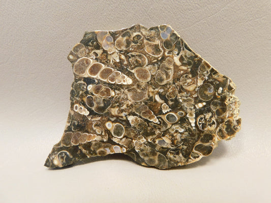 Turritella Agate