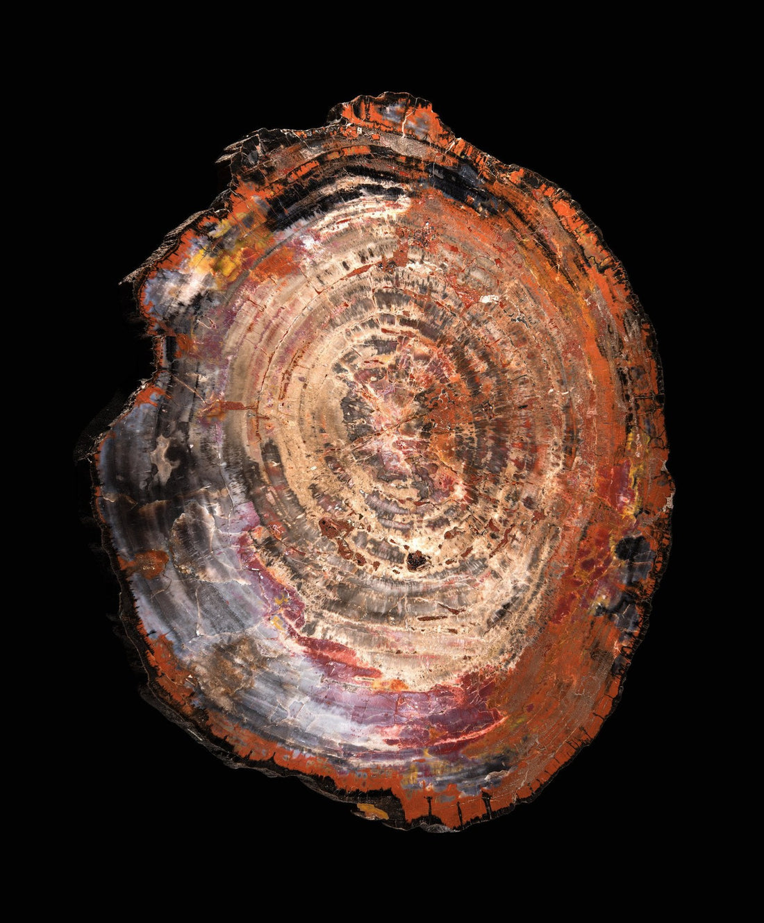 Wood Jasper