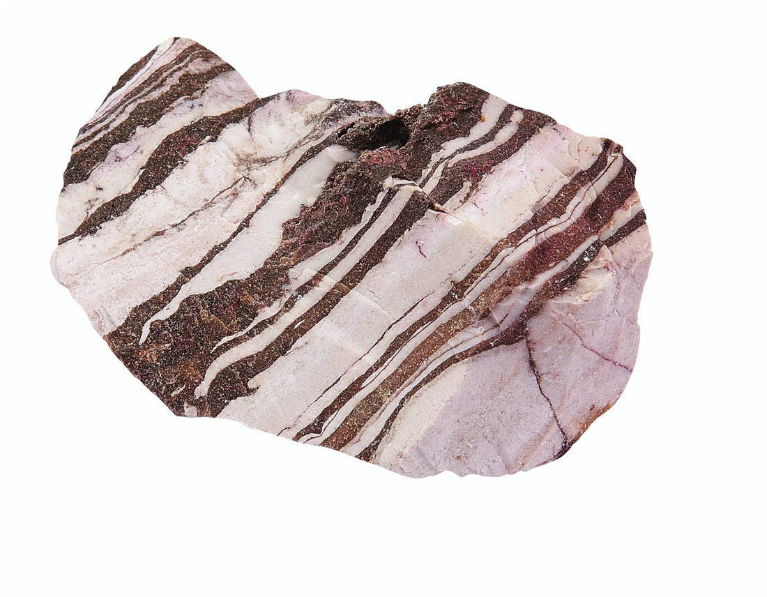 Zebra Jasper