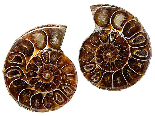 Ammonite