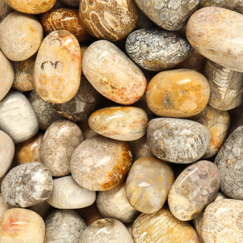Fossilized Coral Tumble